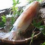 須佐男命いか 須佐男命いか