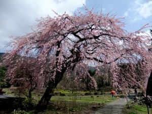 神角地区の垂れ桜