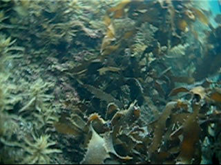 北浦産ウニは豊富な海藻を食べている
